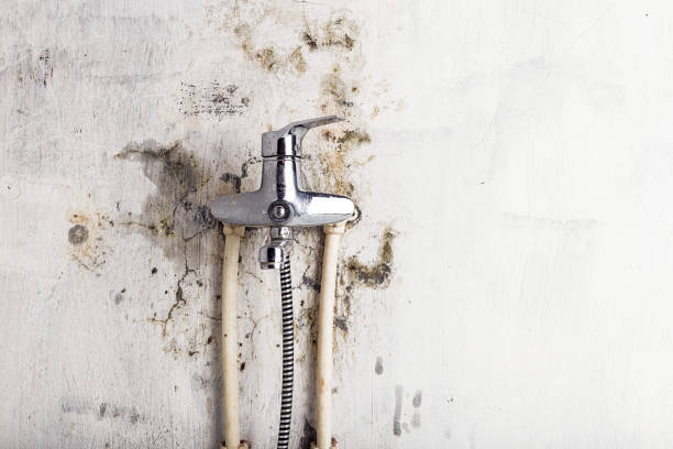 Best Local Mold Removal Service  in Wofford Heights, CA