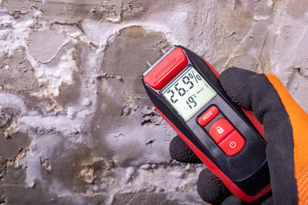 Best Mold Remediation Experts  in Wofford Heights, CA
