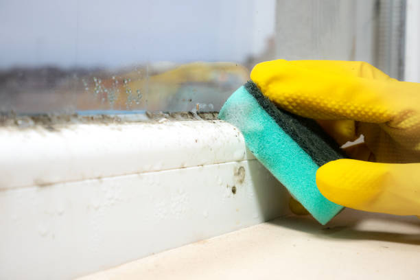 Professional Mold Removal in Wofford Heights, CA