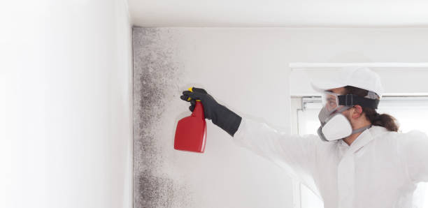 Best Mold Cleaning Services  in Wofford Heights, CA