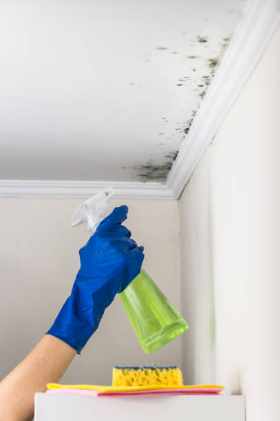 Best Mold Testing  in Wofford Heights, CA