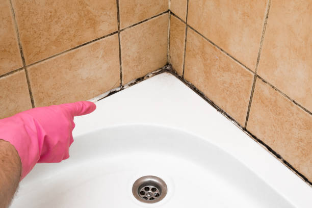 Office Mold Removal Services in Wofford Heights, CA
