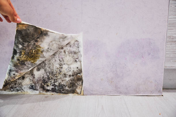 Best Black Mold Removal  in Wofford Heights, CA